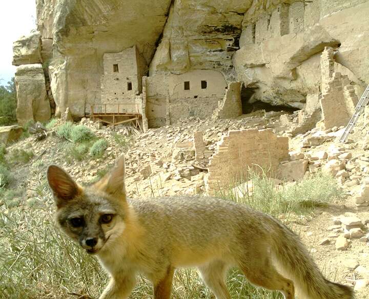Log In Wildlife at home among Mesa Verde National Park’s ancient dwellings